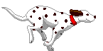 chien8