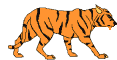 tigre6